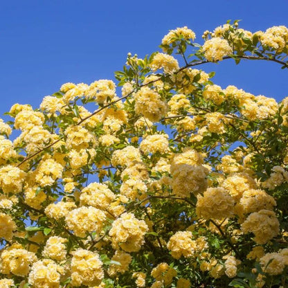 Yellow Banks Rose Seeds