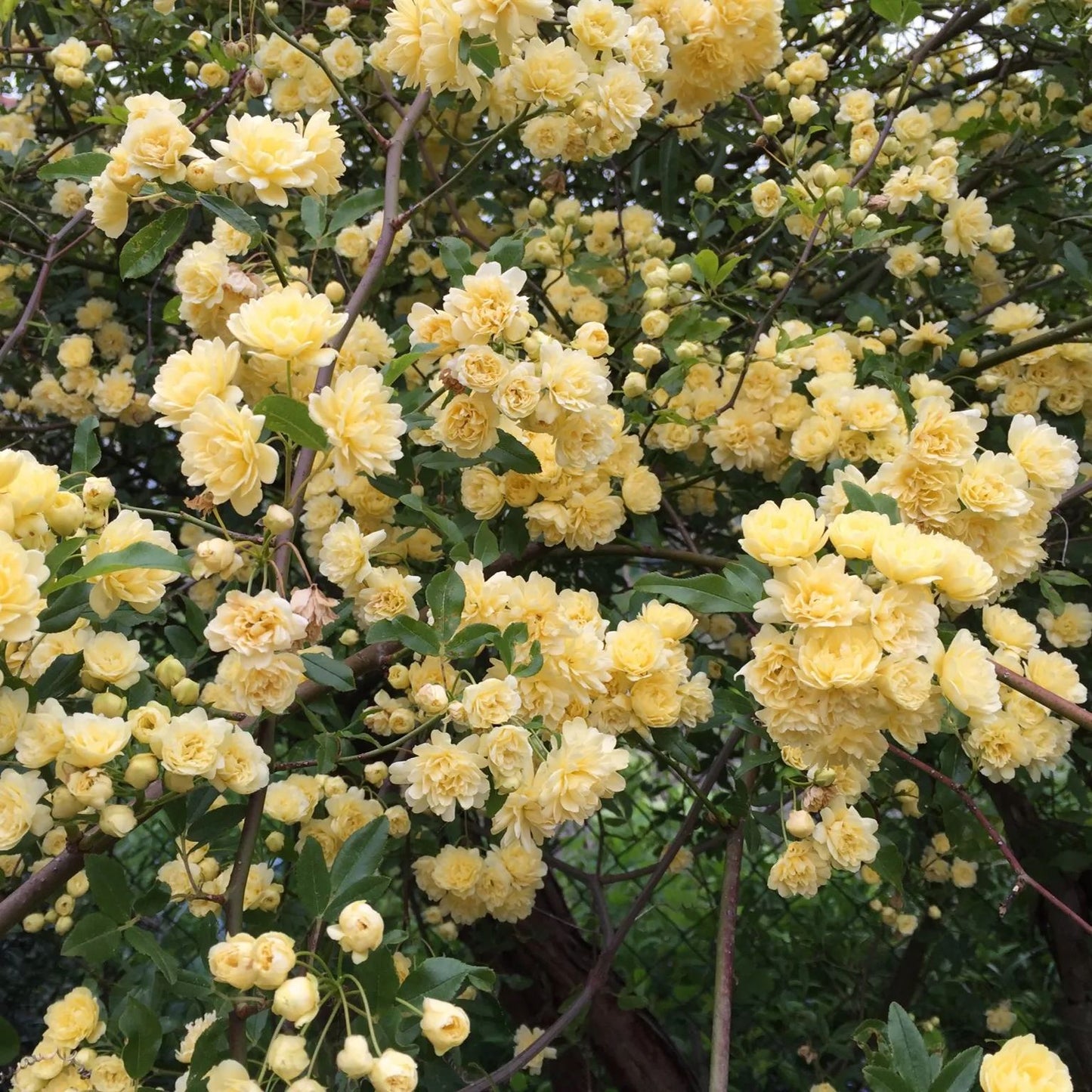 Yellow Banks Rose Seeds