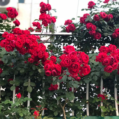 Explosion Climbing Rose Seeds