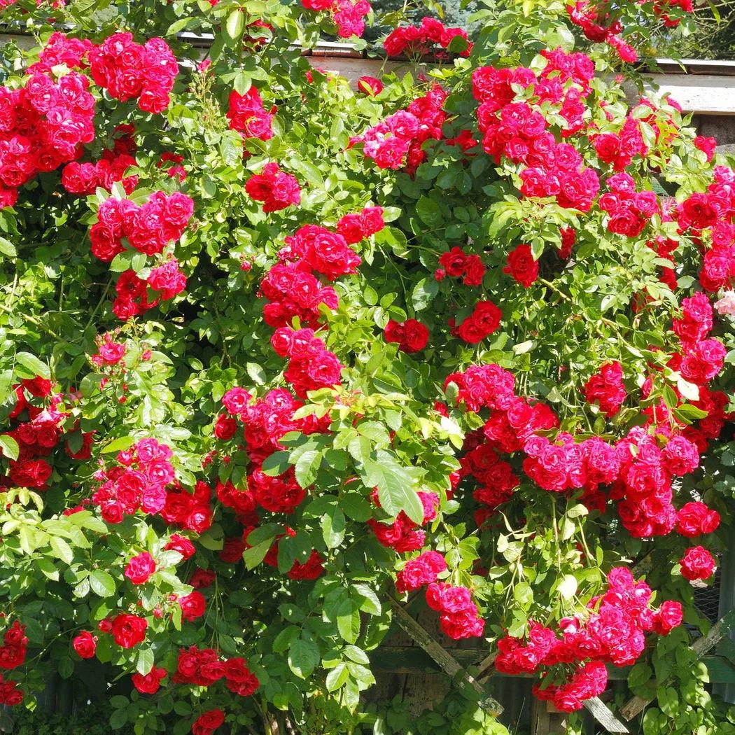 Explosion Climbing Rose Seeds