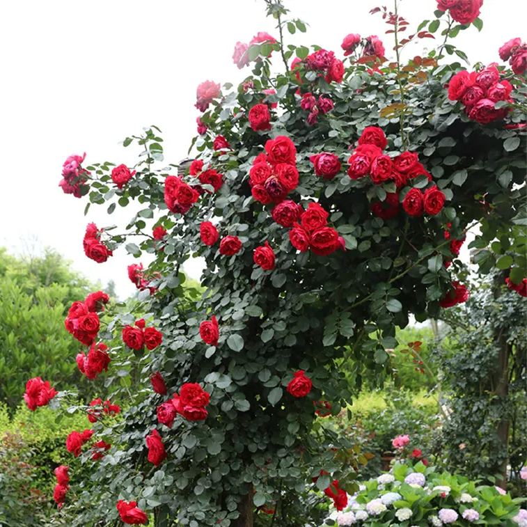 Explosion Climbing Rose Seeds