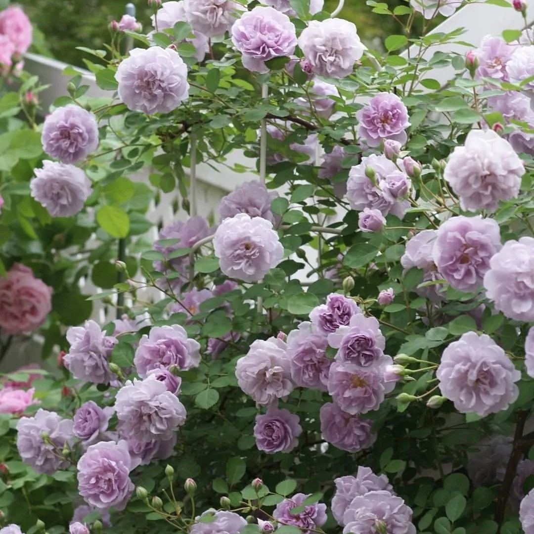 Purple Climbing Rose Seeds