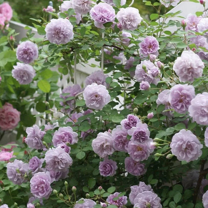 Purple Climbing Rose Seeds
