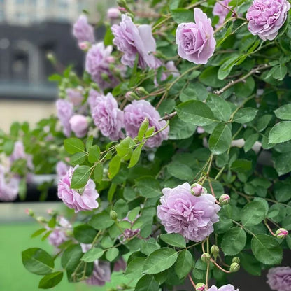 Purple Climbing Rose Seeds