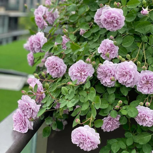 Purple Climbing Rose Seeds