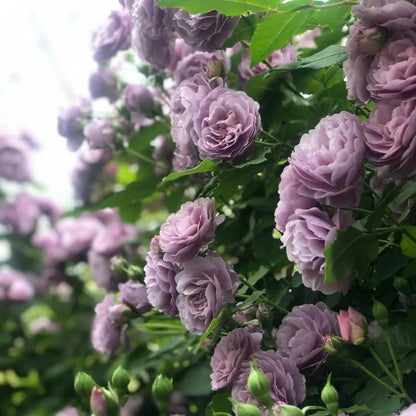 Purple Climbing Rose Seeds