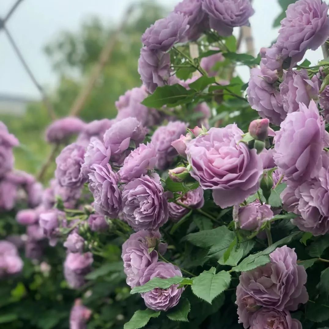 Purple Climbing Rose Seeds