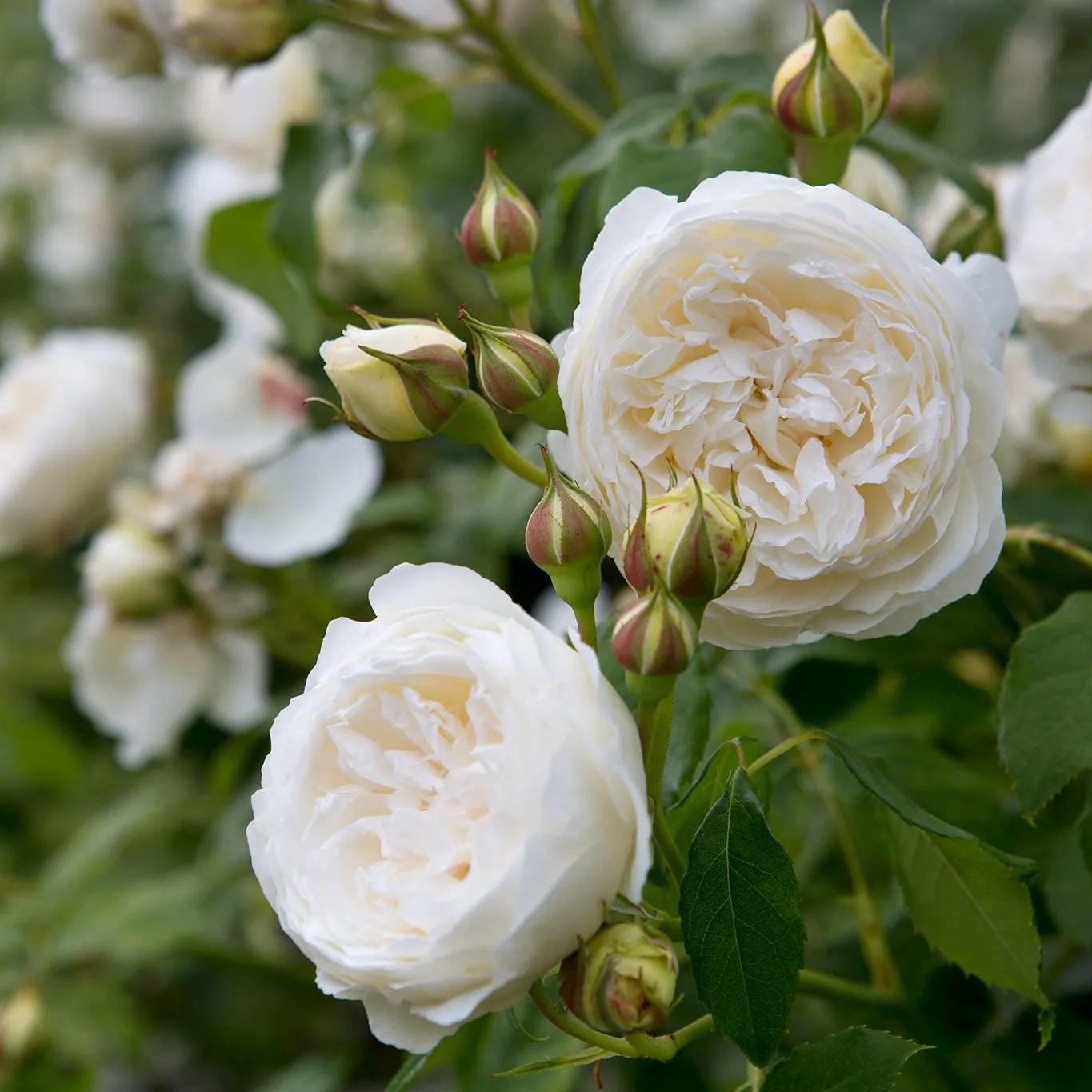 White Climbing Rose Seeds