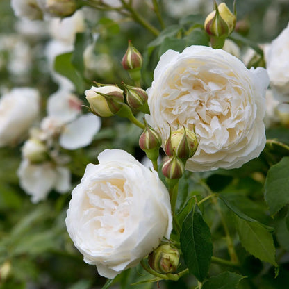 White Climbing Rose Seeds
