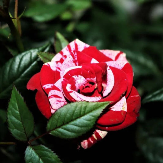 Rose red white Miniature Rose