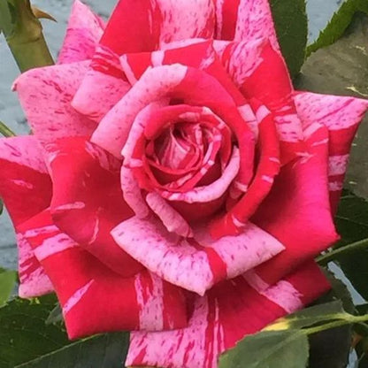 Rose red white Miniature Rose