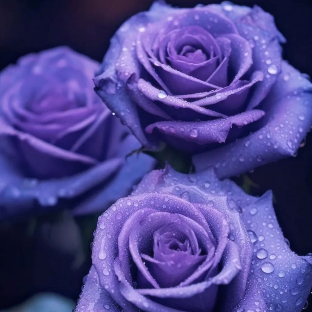 Rare Colorful Rose Plant Seeds for Home Garden