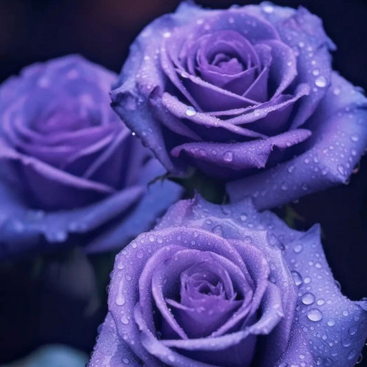 Rare Colorful Rose Plant Seeds for Home Garden