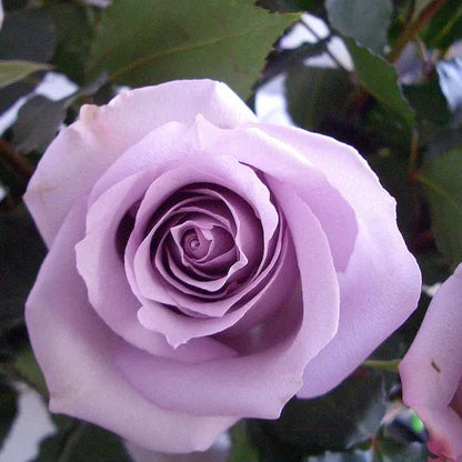 Lavender roses seeds
