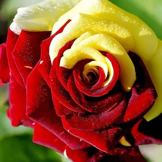 Gold Red Rose Seeds