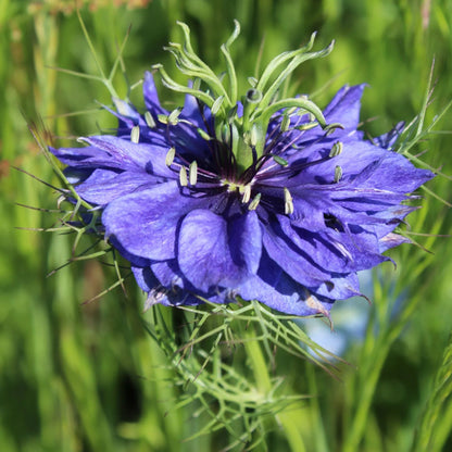 Nigella damascena 'Deep Blue' Seeds