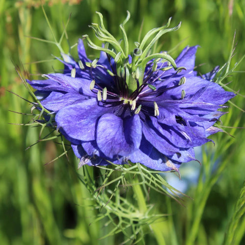 Nigella damascena 'Deep Blue' Seeds