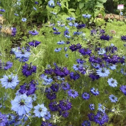 Nigella damascena 'Deep Blue' Seeds