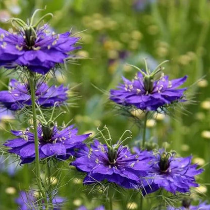Nigella damascena 'Deep Blue' Seeds