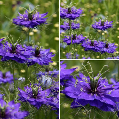 Nigella damascena 'Deep Blue' Seeds