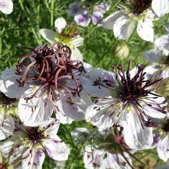 Nigella hispanica White Seeds