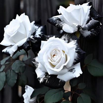 🎉Limited time discount🌞Black and White Cruella Twin Roses Seeds