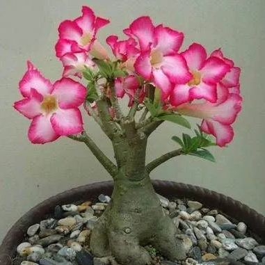 Desert Rose Seeds🌹Multiple Varieties🌈 Heat-Resistant✨