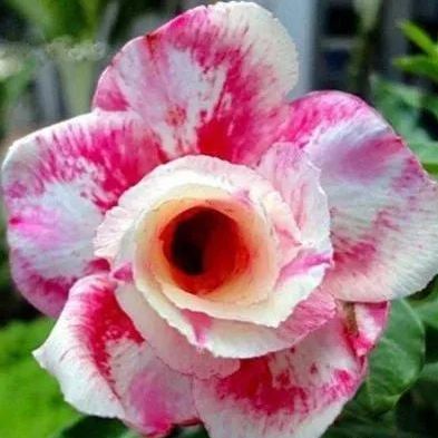 Desert Rose Seeds🌹Multiple Varieties🌈 Heat-Resistant✨