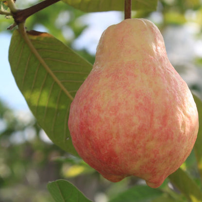 🎆Hot Sale🥂Rouge Guava Seeds--The Beauty Of Winter❄️
