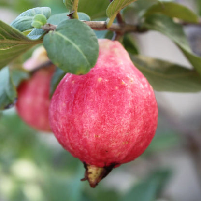 🎆Hot Sale🥂Rouge Guava Seeds--The Beauty Of Winter❄️