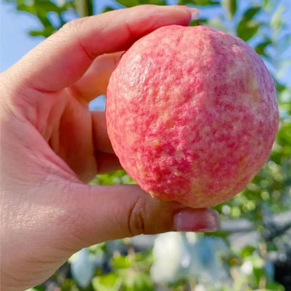 🎆Hot Sale🥂Rouge Guava Seeds--The Beauty Of Winter❄️