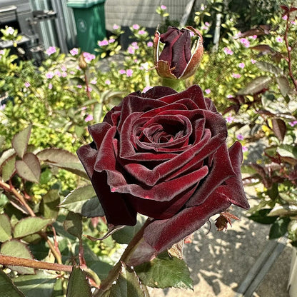 On sale！🌹🖤New for Spring🥰Black Buck Rose