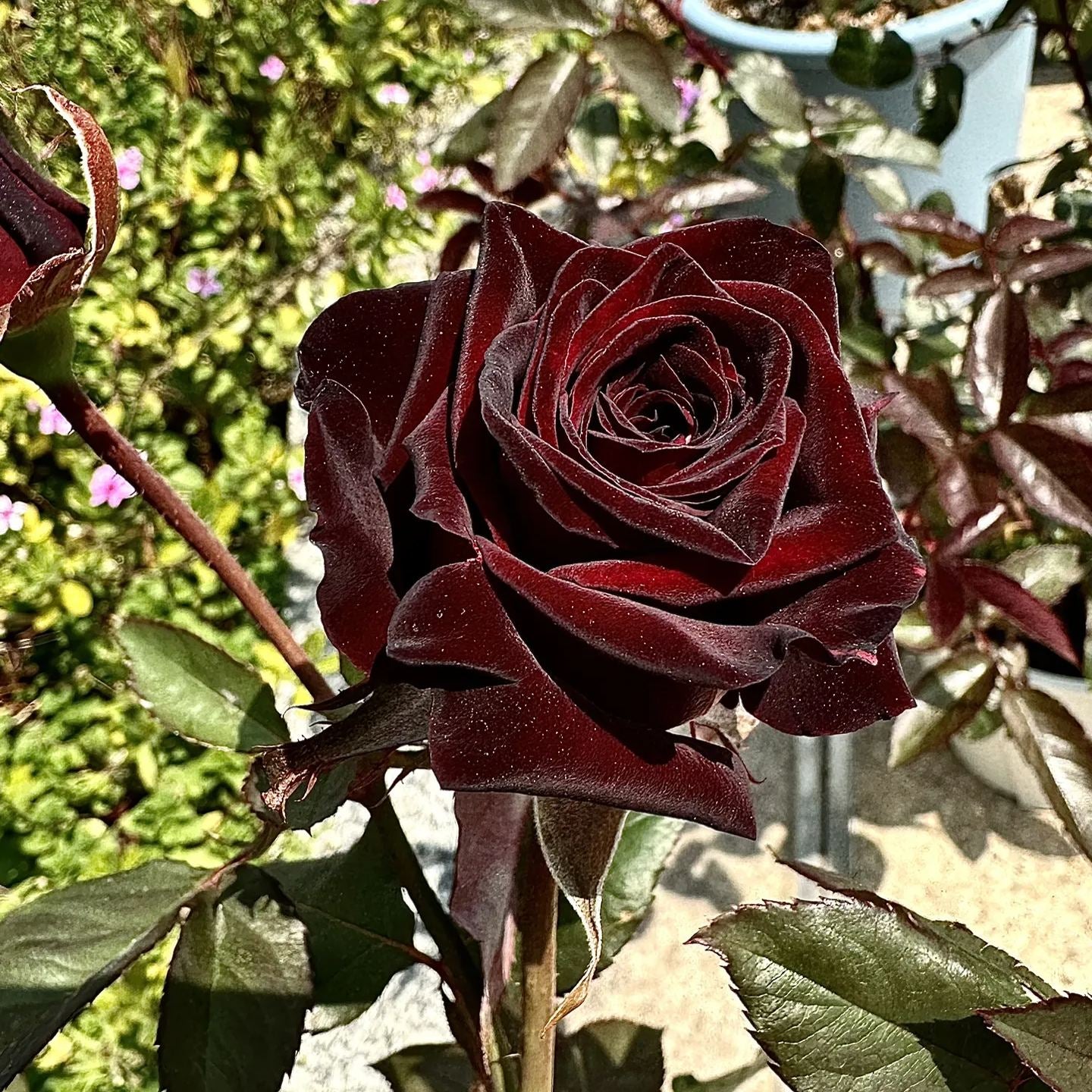 On sale！🌹🖤New for Spring🥰Black Buck Rose