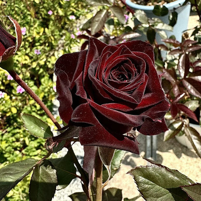 On sale！🌹🖤New for Spring🥰Black Buck Rose