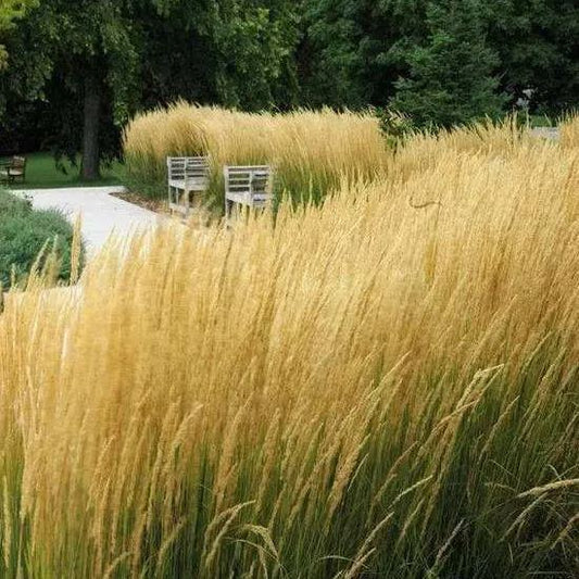 Calamagrostis Epigejos Seeds Courtyard Ornamental Landscape Design