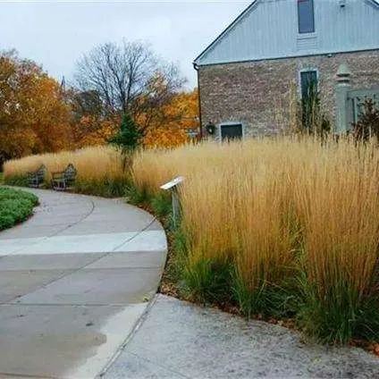 Calamagrostis Epigejos Seeds Courtyard Ornamental Landscape Design