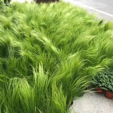 🪶Mexican Feather Grass Seeds