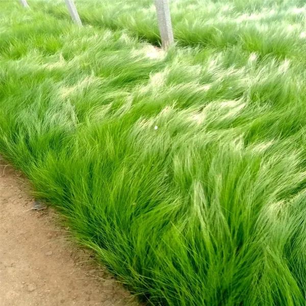 🪶Mexican Feather Grass Seeds