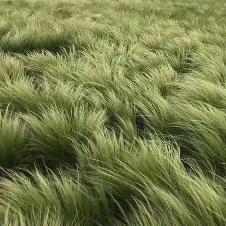 🪶Mexican Feather Grass Seeds