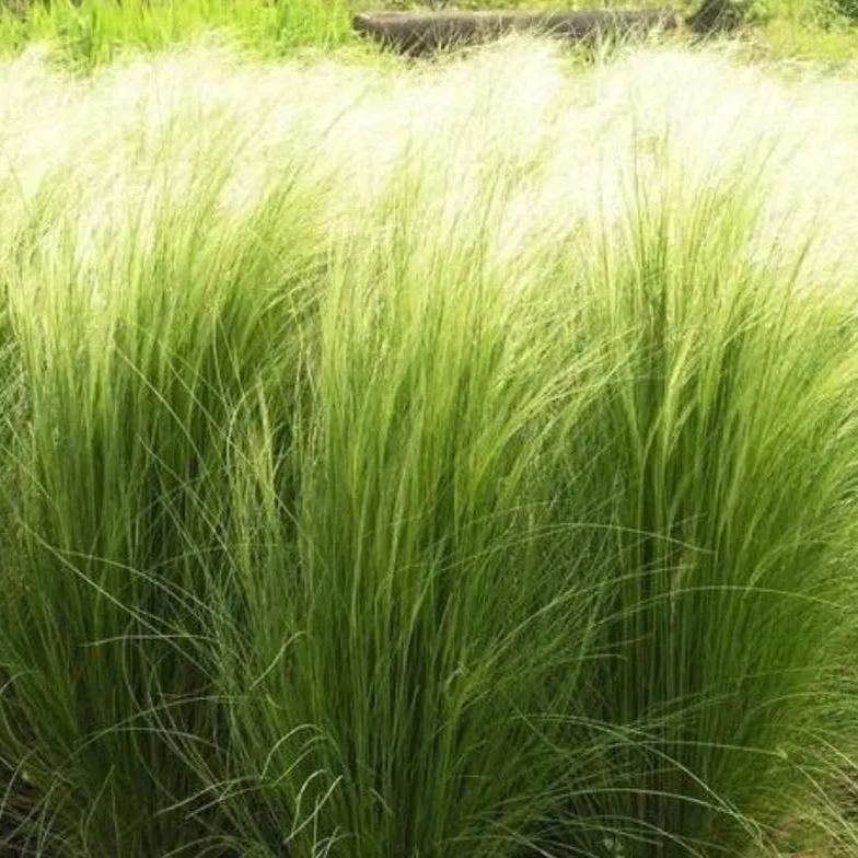 🪶Mexican Feather Grass Seeds