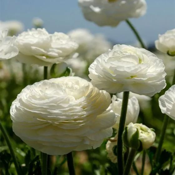 💐 Premium Ranunculus Flower Bulbs – Perfect for Containers or Beds