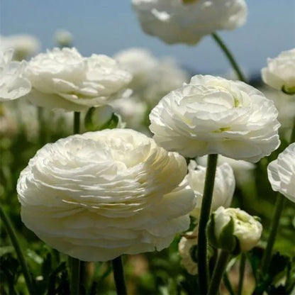 💐 Premium Ranunculus Flower Bulbs – Perfect for Containers or Beds