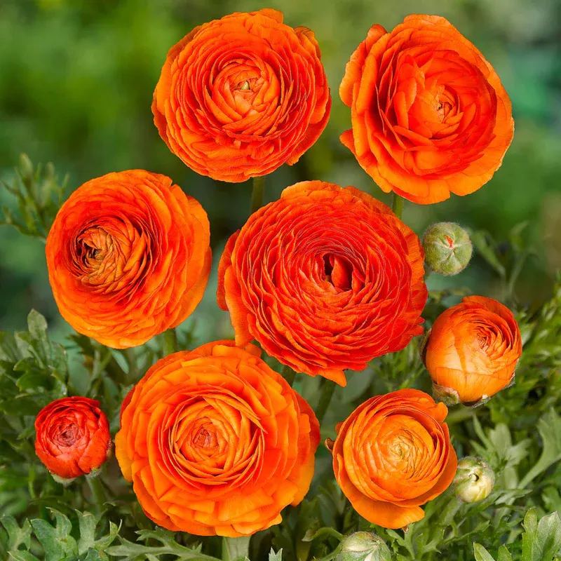 💐 Premium Ranunculus Flower Bulbs – Perfect for Containers or Beds