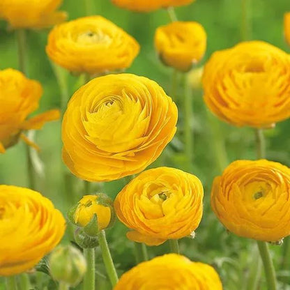 💐 Premium Ranunculus Flower Bulbs – Perfect for Containers or Beds