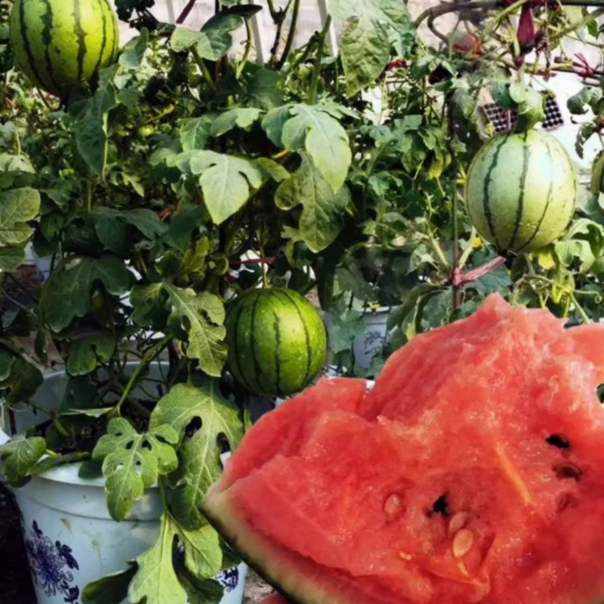 🍉Bonsai Watermelon Seeds – Grow Mini Watermelons at Home