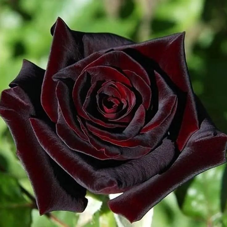 🎉Limited Time Discount🎉Black Buck Rose❤️🖤Heirloom Seeds