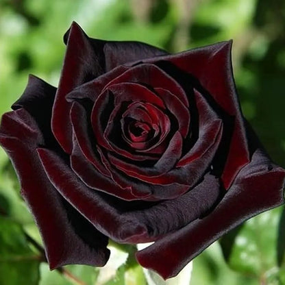 🎉Limited Time Discount🎉Black Buck Rose❤️🖤Heirloom Seeds