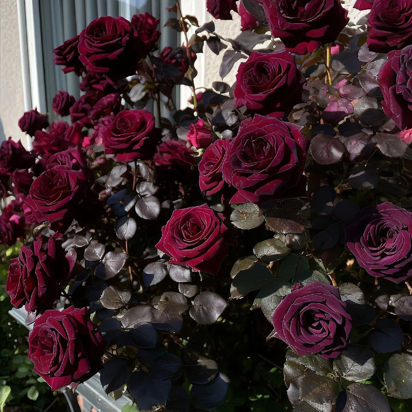 🎉Limited Time Discount🎉Black Buck Rose❤️🖤Heirloom Seeds