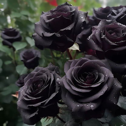 Black Knight Rose Seeds🖤