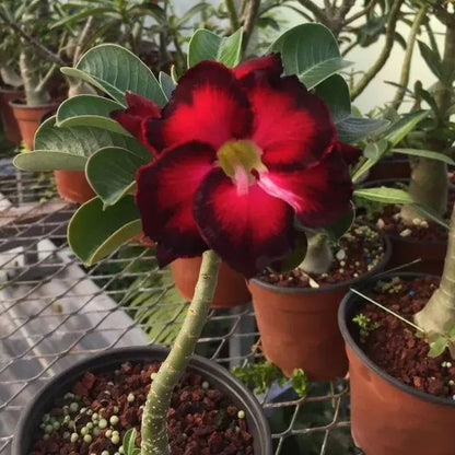 Desert Rose Seeds🌹Multiple Varieties🌈 Heat-Resistant✨